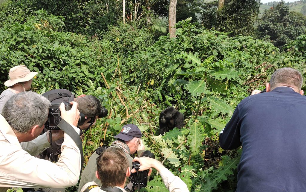Gorilla-trekking-and-4x4-self-drive-car-hire