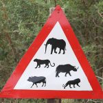 Driving in Uganda: Understanding Insurance, traffic fines and everything